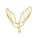 Logo of Maple Aviation